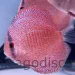 4.5-5.0" Super Panthera