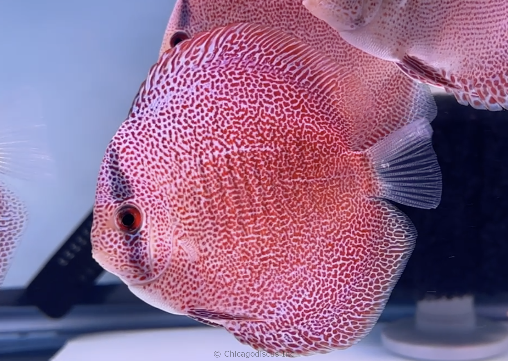 4.5-5.0" Super Panthera