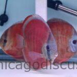 5.5" Blue Rim Red Cover