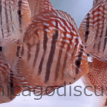 4.5-5.0" Heckel Cross