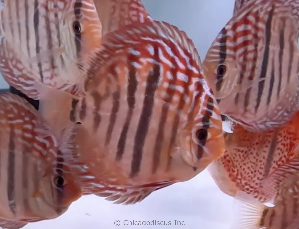 4.5-5.0" Heckel Cross