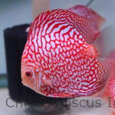 Shop | Chicago Discus | Your discus fish specialty store