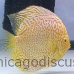 5.0-5.5" Albino Golden Leopard