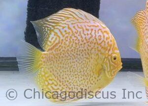 5.0-5.5" Albino Golden Leopard