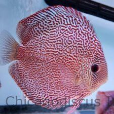 Shop | Chicago Discus | Your discus fish specialty store