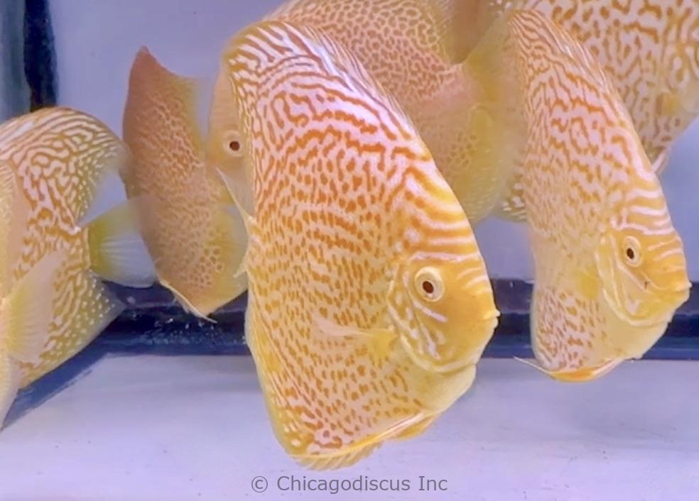 4.5-5.0" Albino Golden Leopard