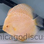 4.5-5.0" Albino Golden Leopard Snakeskin