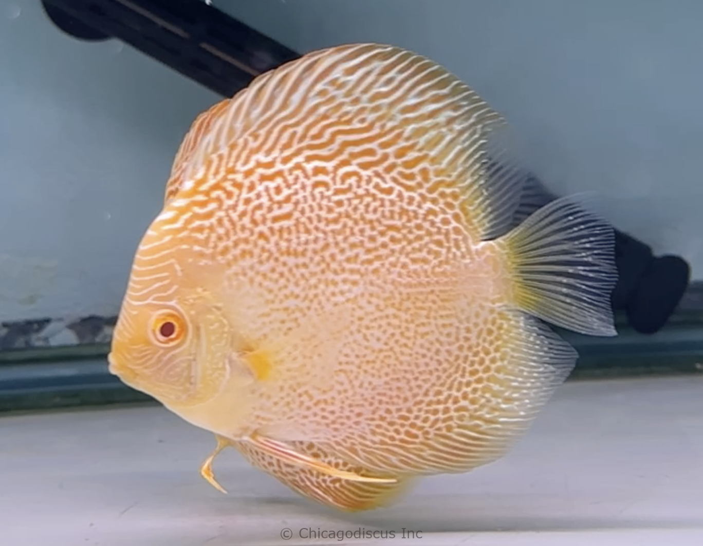 4.5-5.0" Albino Golden Leopard Snakeskin