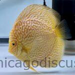 5.0-5.5" Albino Golden Leopard