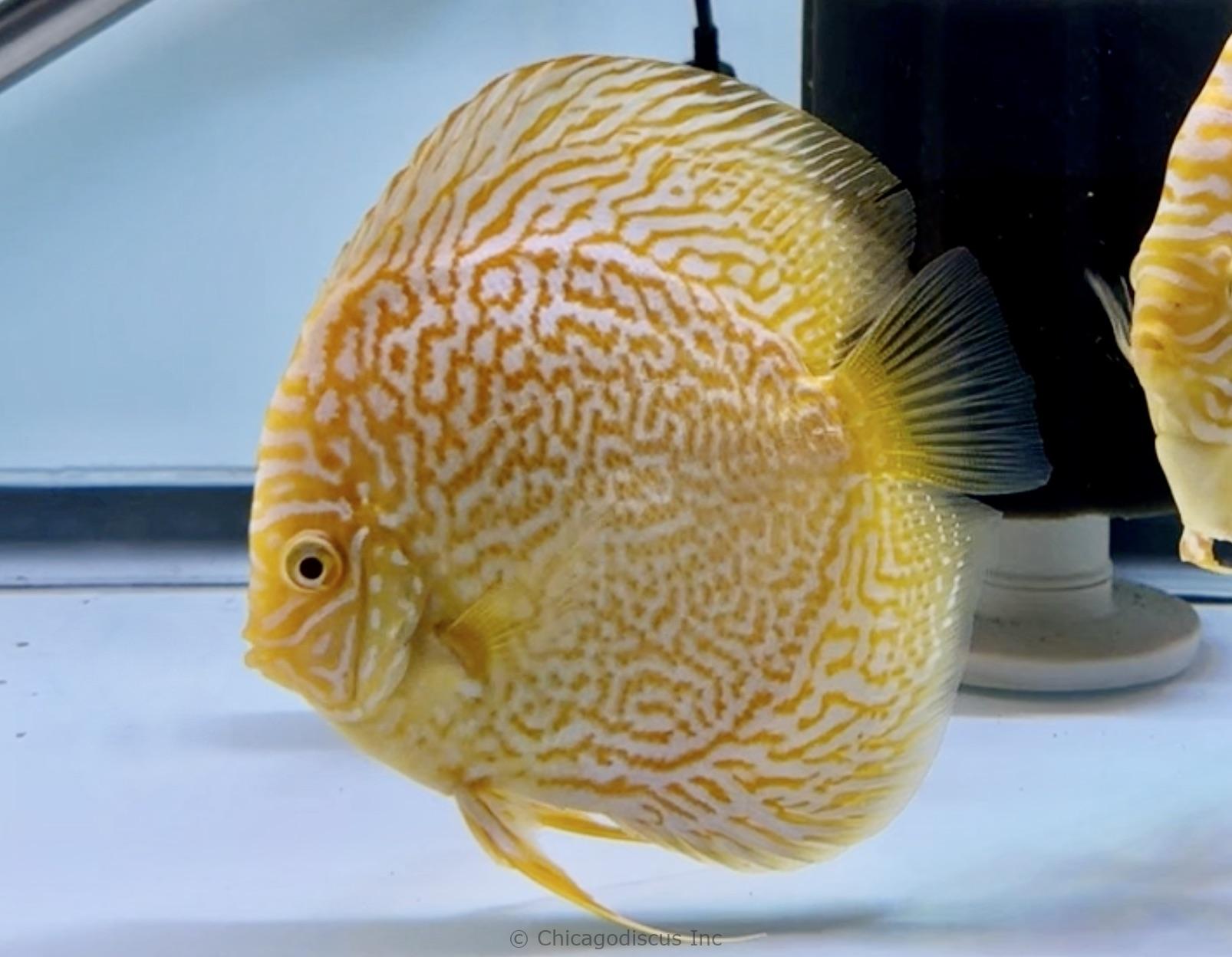 5.5+" Albino Golden Leopard
