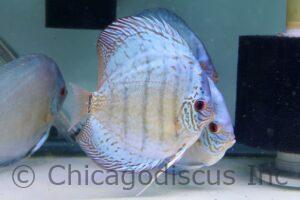 5.5-6.0" Blue Cobalt