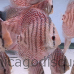 4.0-5.0" Sakura Leopard