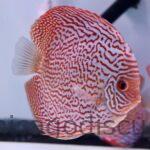5.5" Altum Flora Turquoise