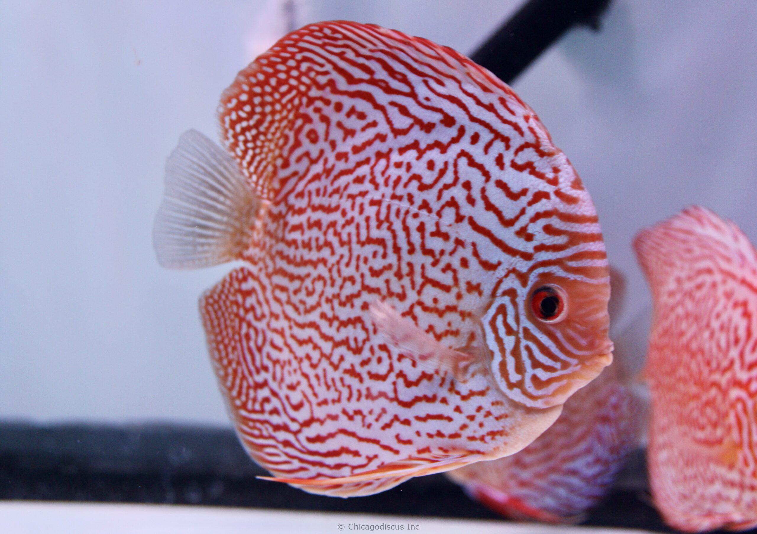 5.5" Altum Flora Turquoise