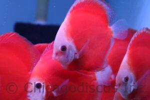 3.5-4.0" Fuji Red