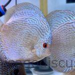 6.0" Altum Blue Snakeskin