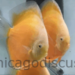 5.0-5.5" Super Yellow Valentine