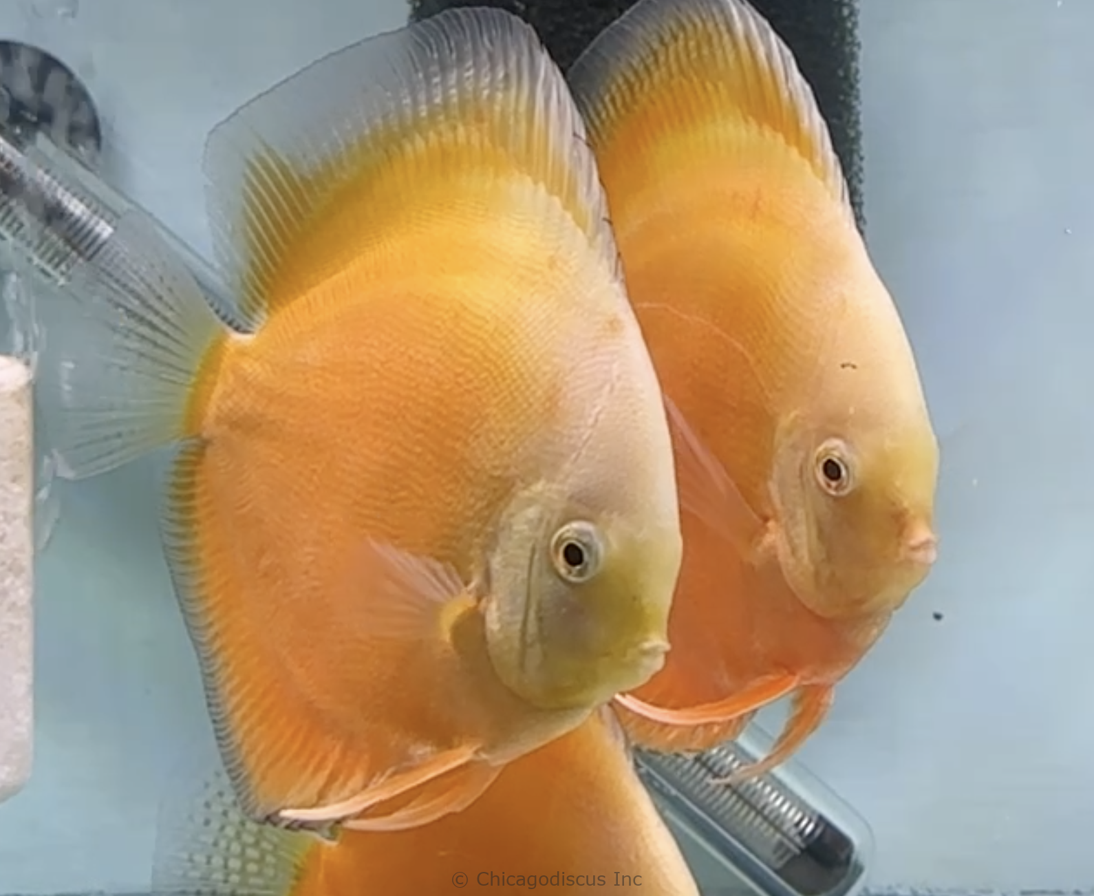 5.0-5.5" Super Yellow Valentine