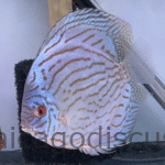 5.5-6.0" Altum Blue Turquoise