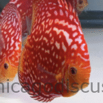 5.0-5.5" Rafflesia