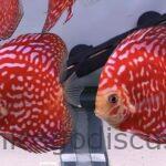 4.5-5.0" Rafflesia