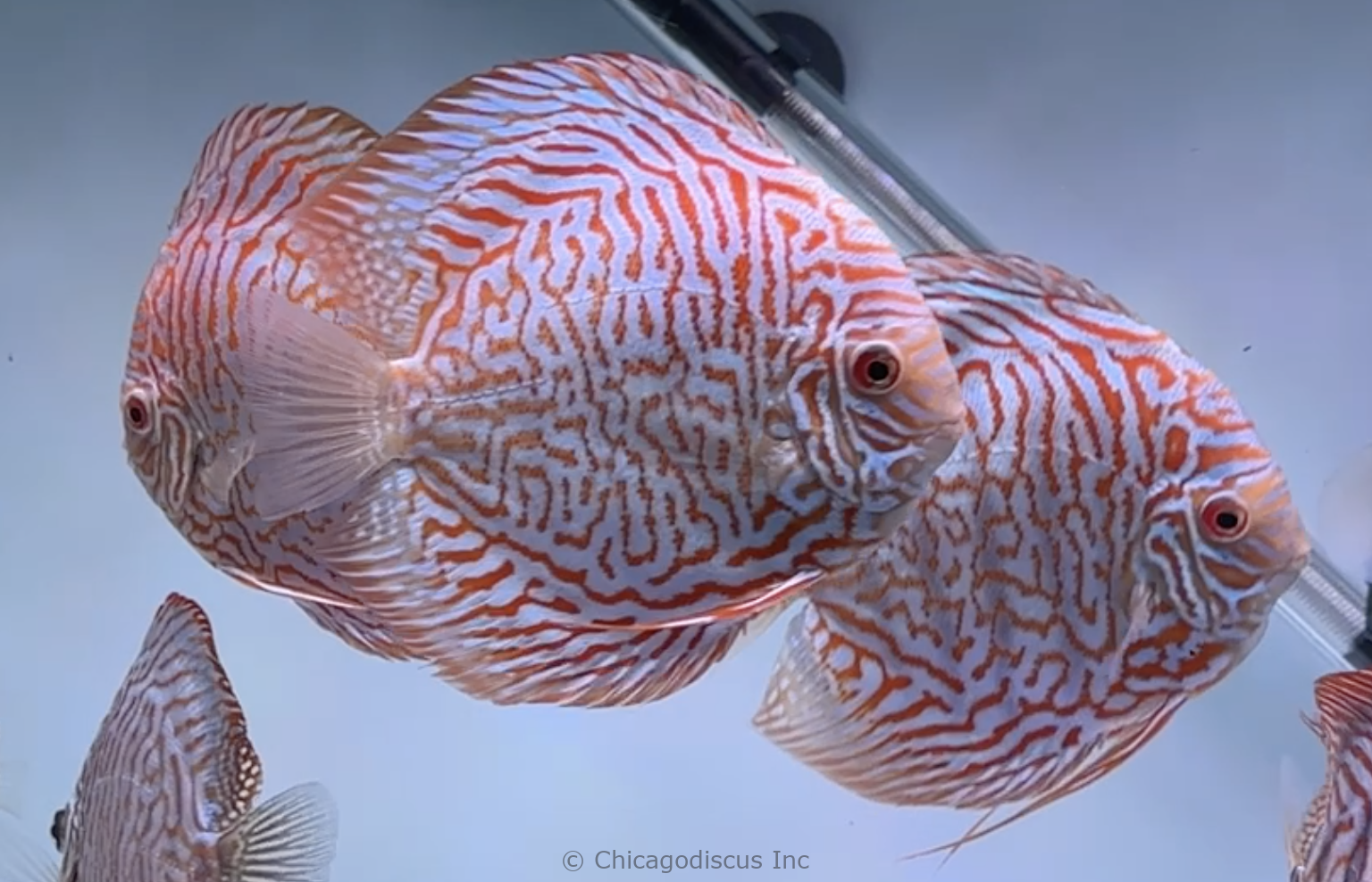 5.5+" White Tigers