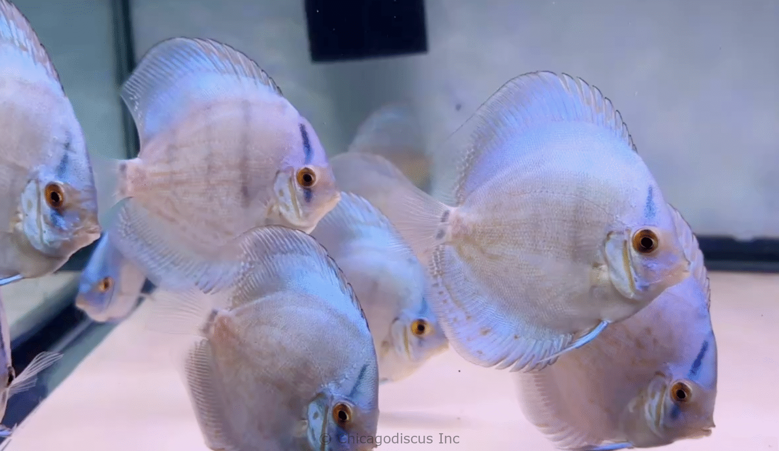 4.0-4.5″ Cobalt | Chicago Discus | Your discus fish specialty store