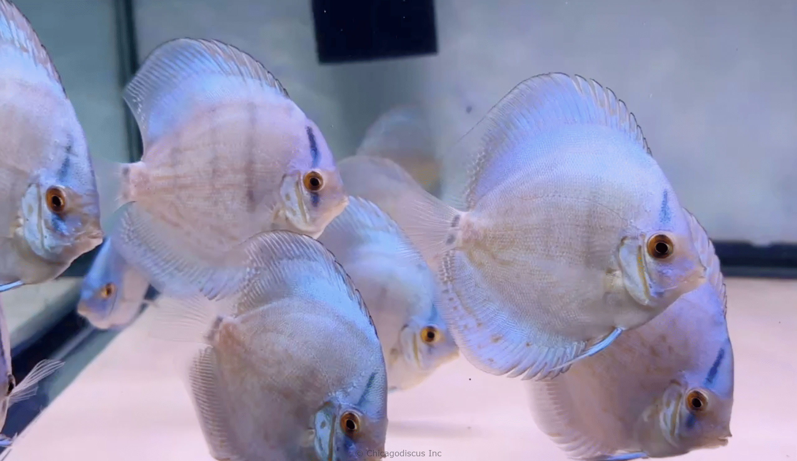 4.0-4.5" Cobalt