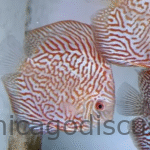 5.0" White Tigers