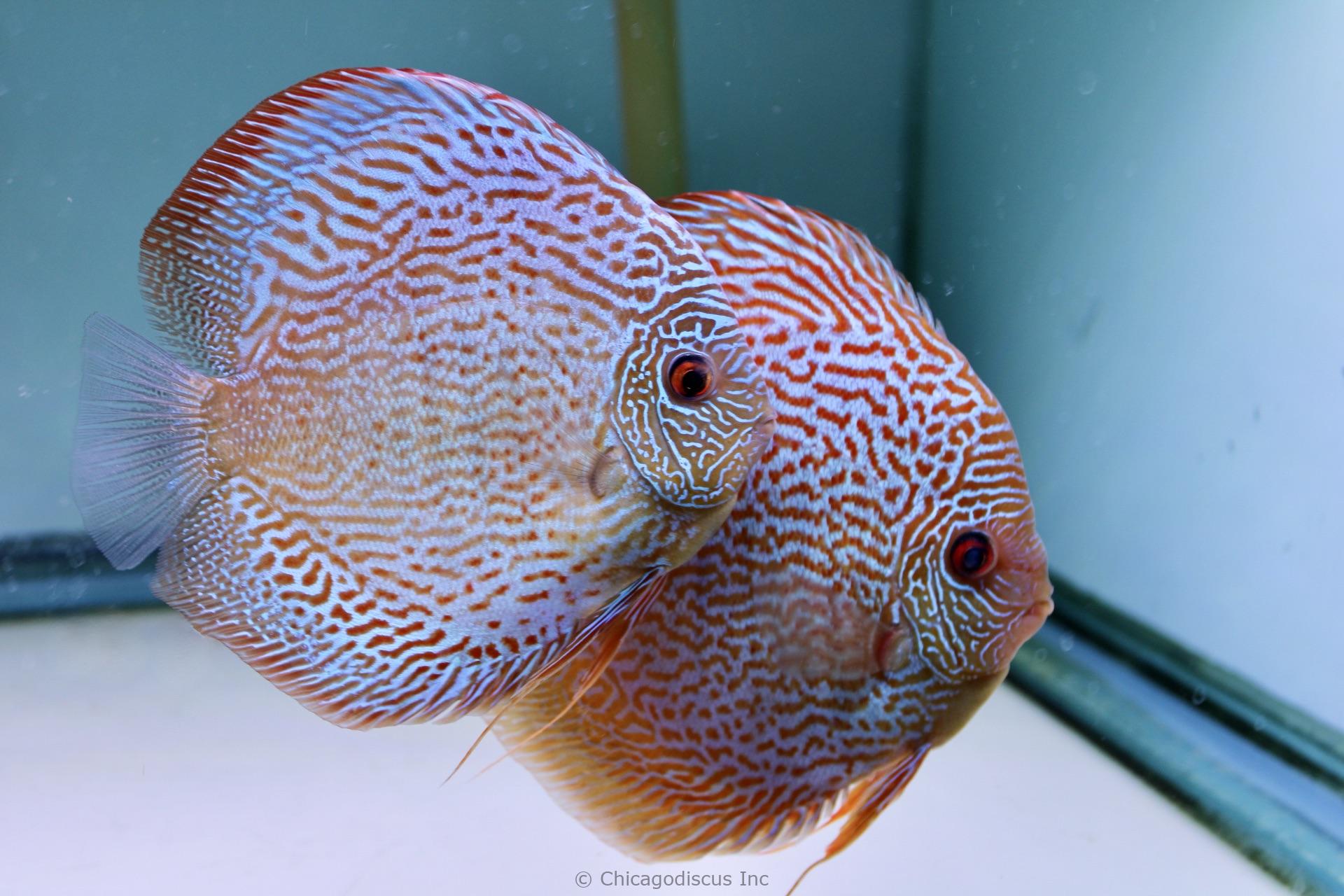 6.0" Altum Blue Snakeskin possible pair