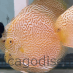 4.5-5.0" Albino Golden Panthera Leopard