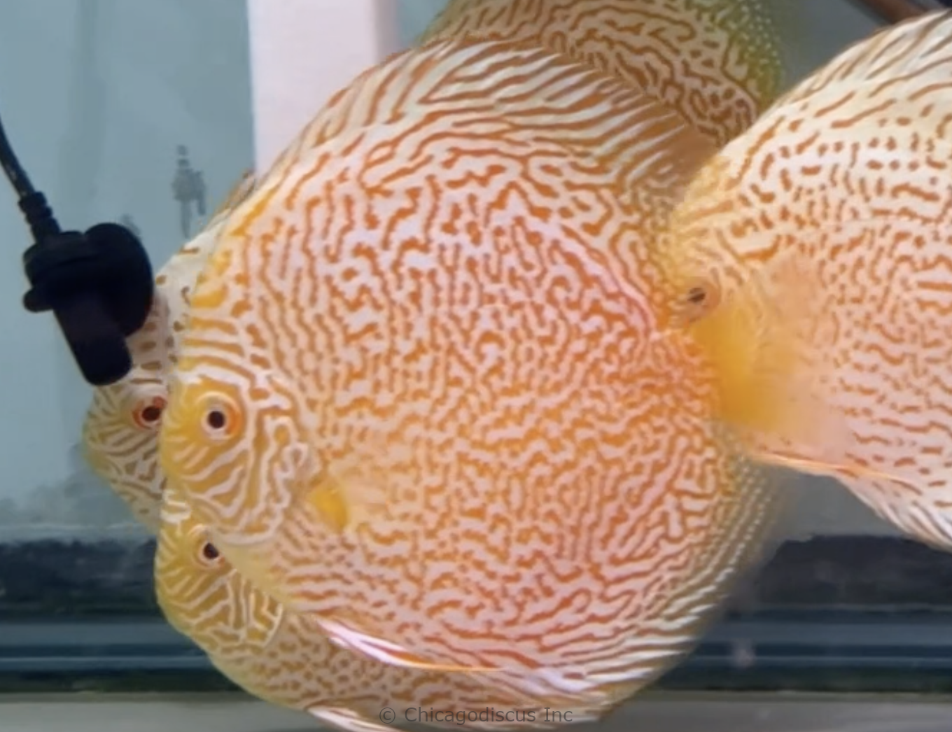 4.5-5.0" Albino Golden Panthera Leopard