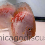 5.5+" Red Devil Calico