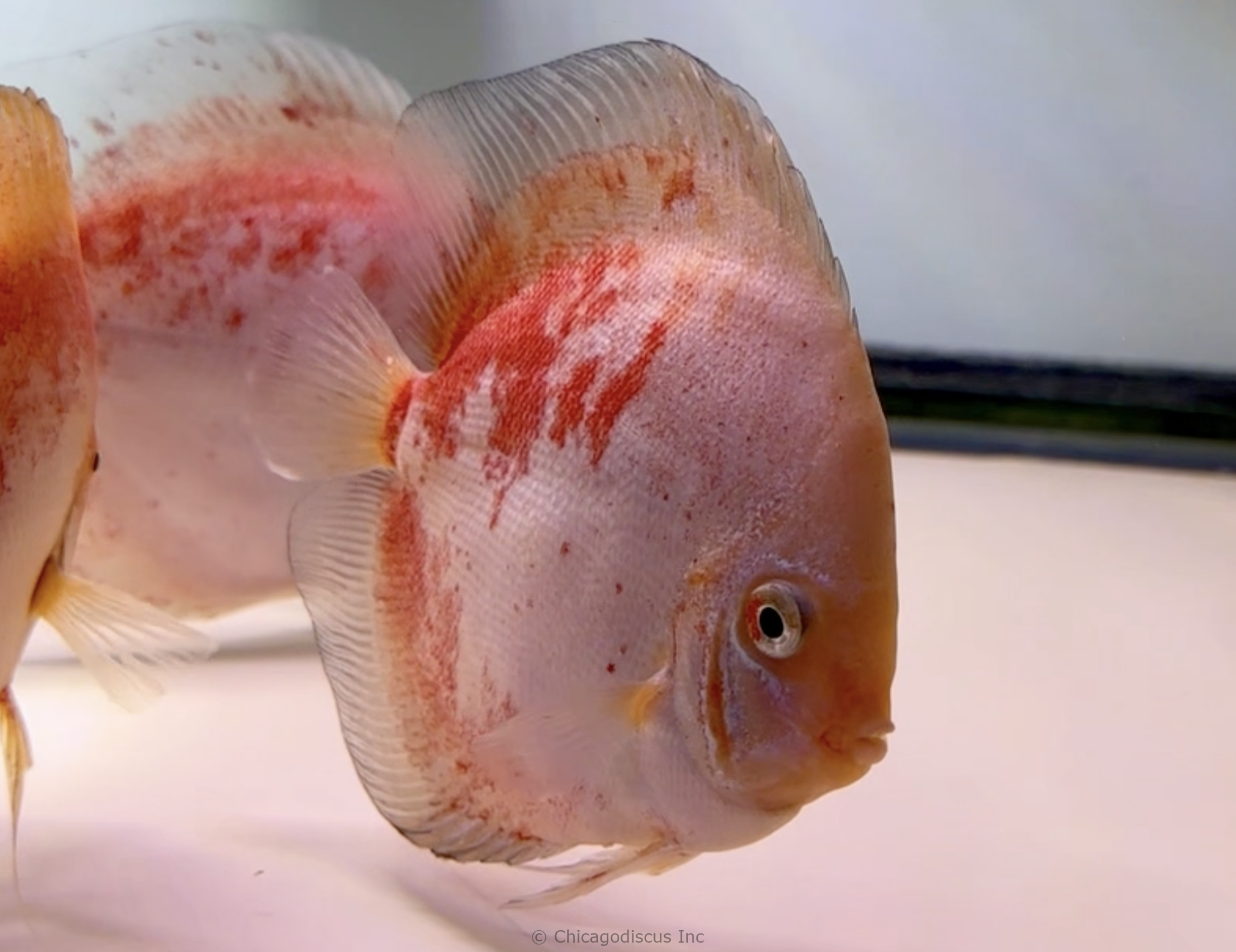 5.5+" Red Devil Calico