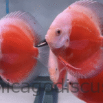 4.5-5.0" Coral Red