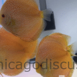 4.5-5.0" Golden Panthera Eruption