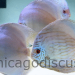 6.5-7.0" Jumbo Blue Cobalt