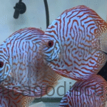 4.5-5.0" Tiger Turquoise