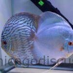 6.0-6.5" Blue Turquoise/Diamond Snakeskin Possible Pair