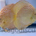 5.5+" Albino Golden Leopard Possible Pair