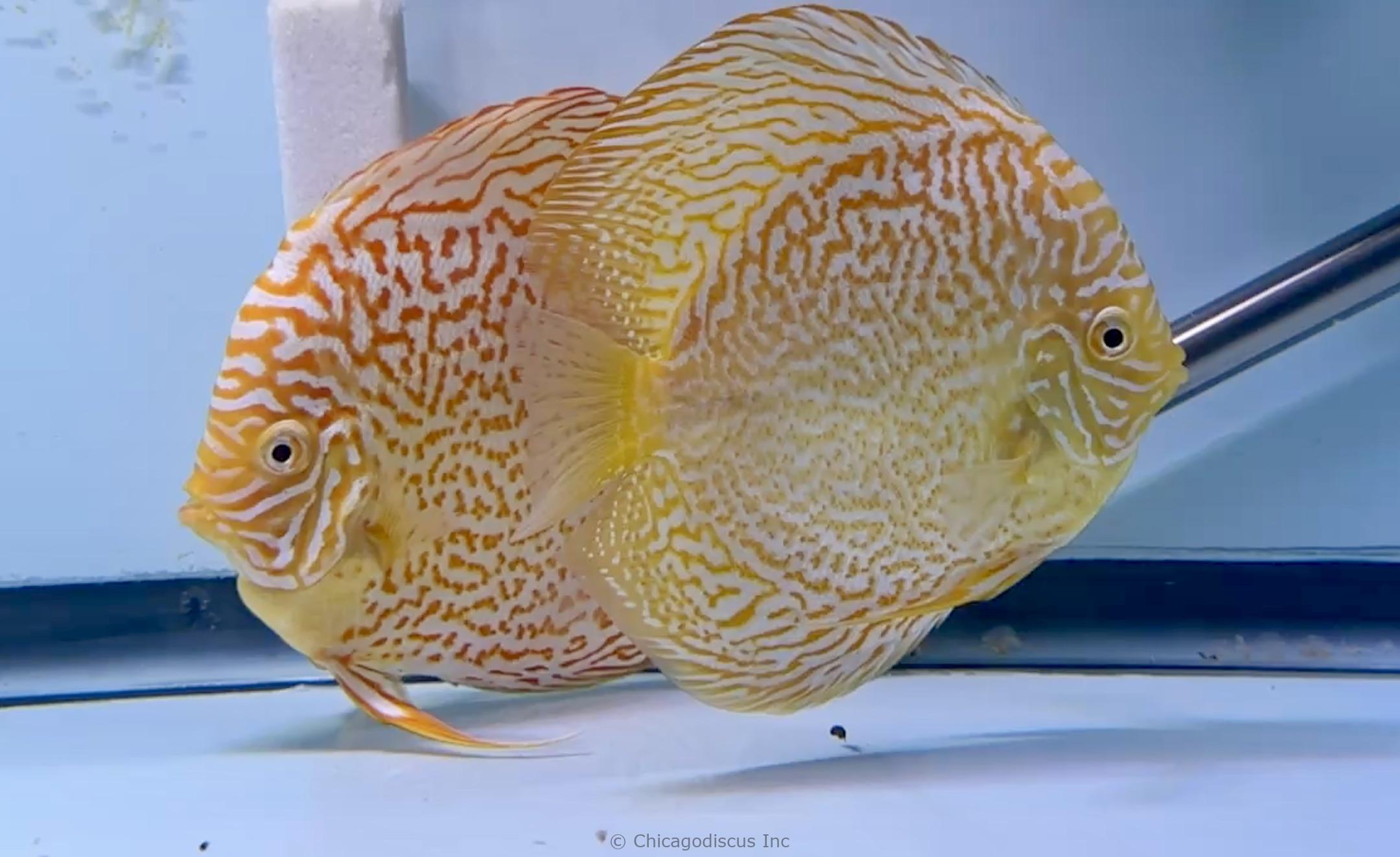 5.5+” Albino Golden Leopard Possible Pair