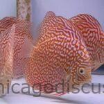 5.0" Albino Phoenix