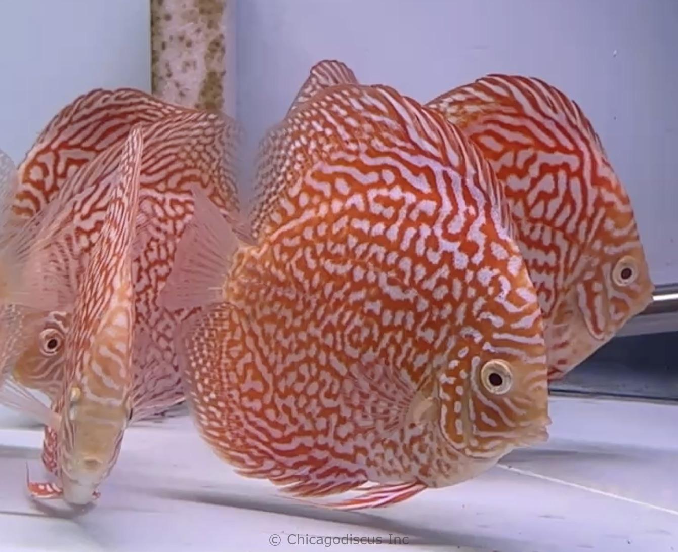 5.0" Albino Phoenix
