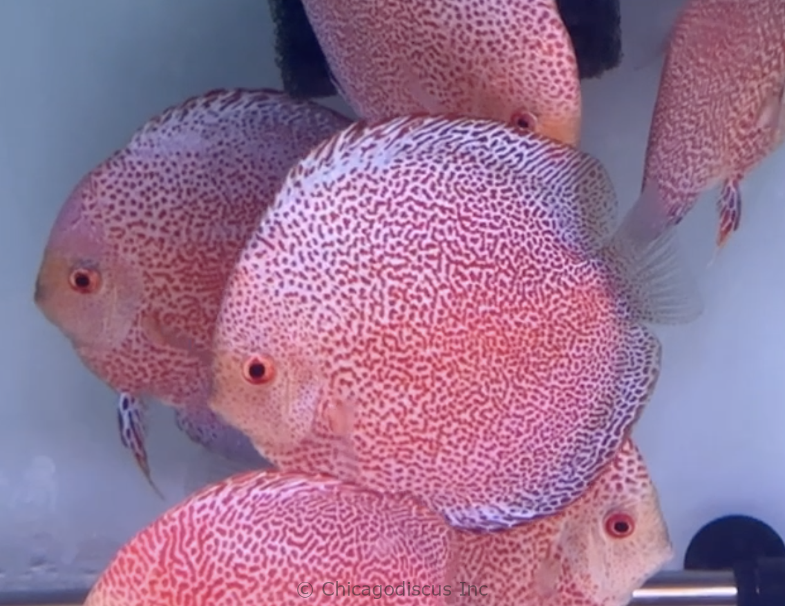 4.5-5.0" Red Panthera Eruption