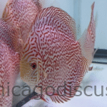 4.5-5.0" Red Panthera Leopard