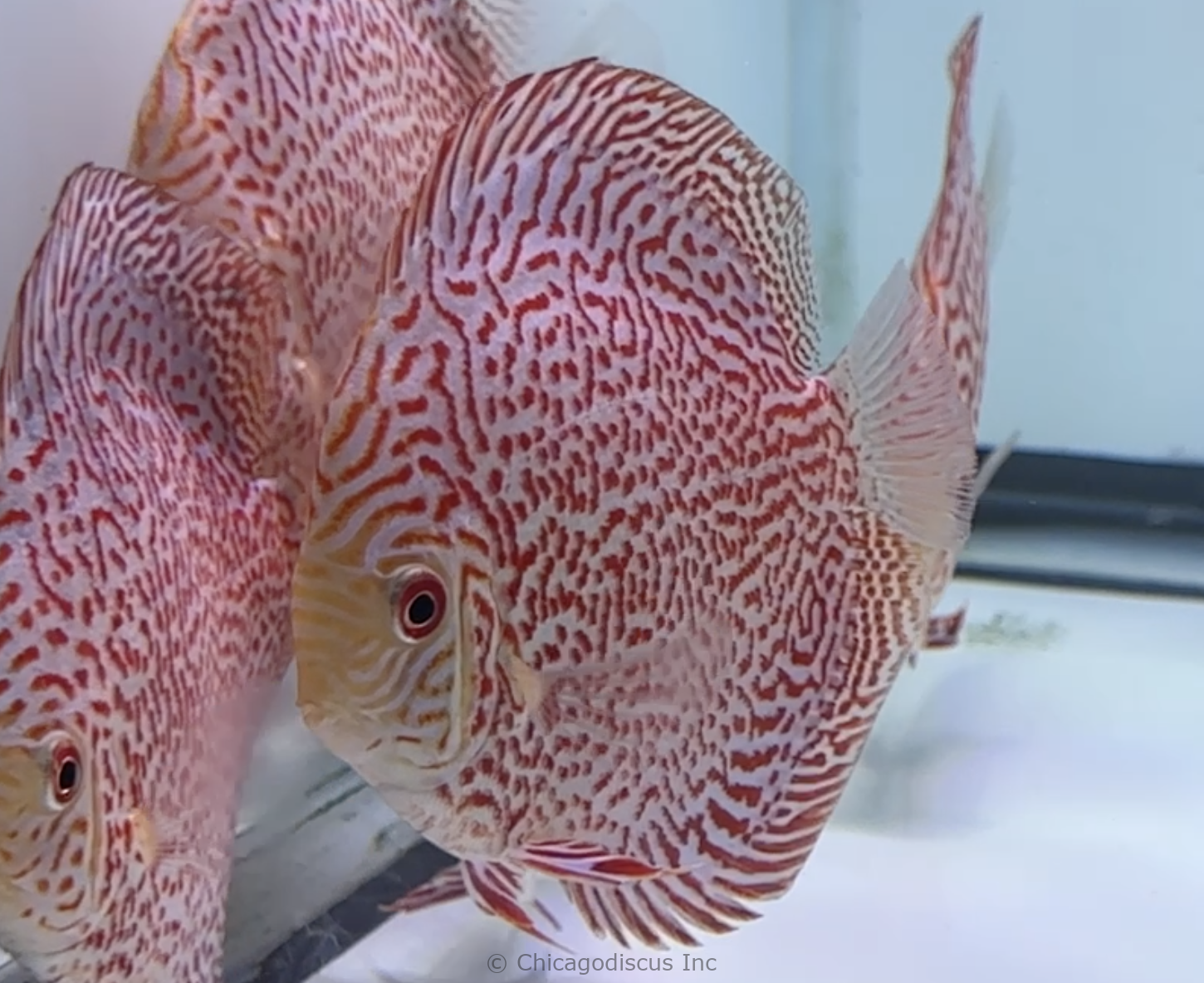 4.5-5.0" Red Panthera Leopard